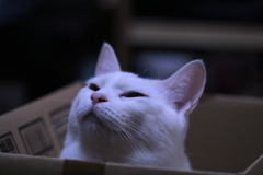 至福の時～♪　（ダンボールの中・・）