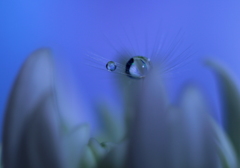 まだ飛べない雛たち♪