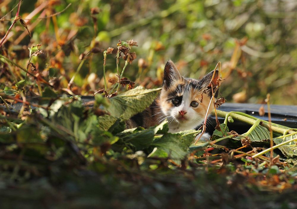 迷彩色、ボク見つかったかな？