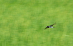 燕が飛ぶ
