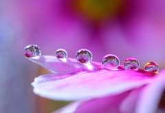 心海ＤＲＯＰＳ 4