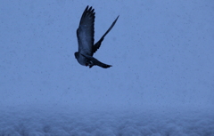 雪に舞う鳩