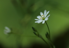 野の花（可憐）