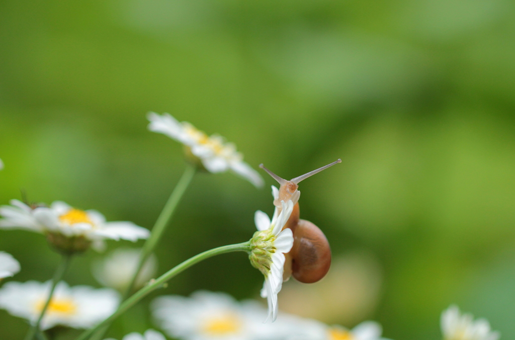 重いんだけど・・・（花ちゃん）大好きなんだけど・・・（カタツムリ君）