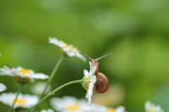 重いんだけど・・・（花ちゃん）大好きなんだけど・・・（カタツムリ君）
