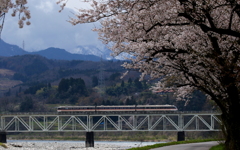 桜の季節　ワイドビューひだ