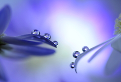 心海ＤＲＯＰＳ　38　（続編）