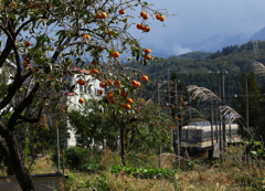 秋の日を乗せて走るダイコン電車