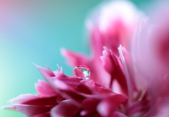 花びらの中