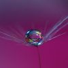 心海ｄｒｏｐｓ