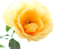 ミニ薔薇2