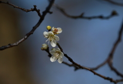 梅の花　3