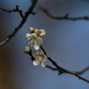 梅の花　3