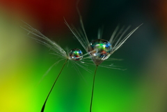 心海ｄｒｏｐｓ