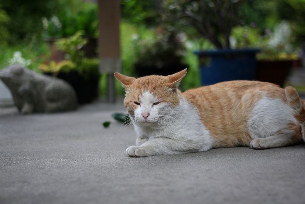 置物の蛙に負けないぞ！