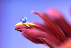 心海ＤＲＯＰＳ　5