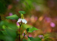 花園の主人公