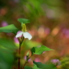 花園の主人公