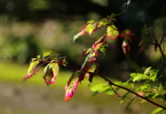 ヤマゴボウの紅葉