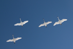 青空に白鳥4羽