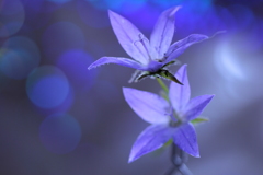 花は咲く2