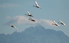 白鳥たちの飛翔