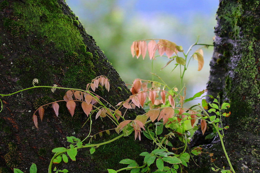 秋でも若葉が芽吹くのです