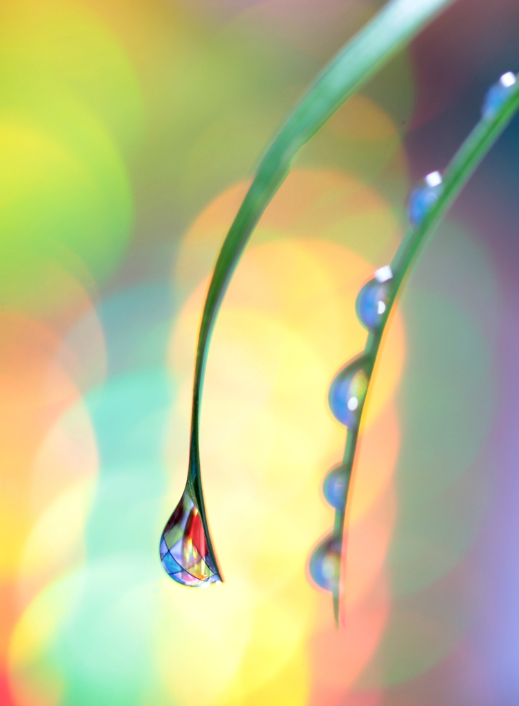 心海ＤＲＯＰＳ　25