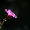 小さな可愛い花