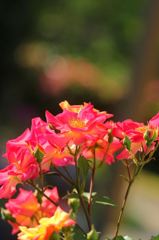 我が家の薔薇が咲きました。