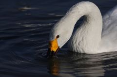 目　、生きている喜び