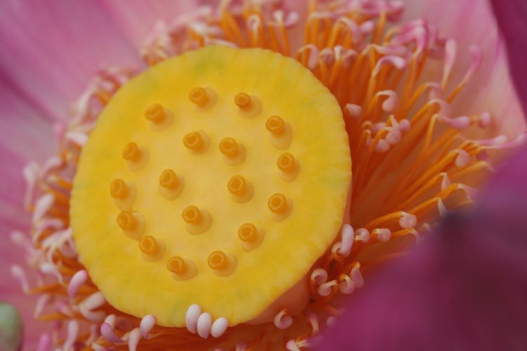 和菓子のような・・・