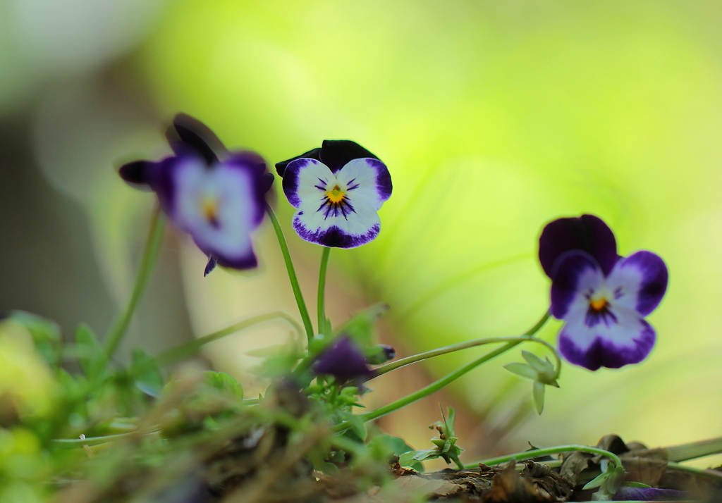 それぞれの思い