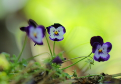 それぞれの思い