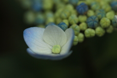 紫陽花