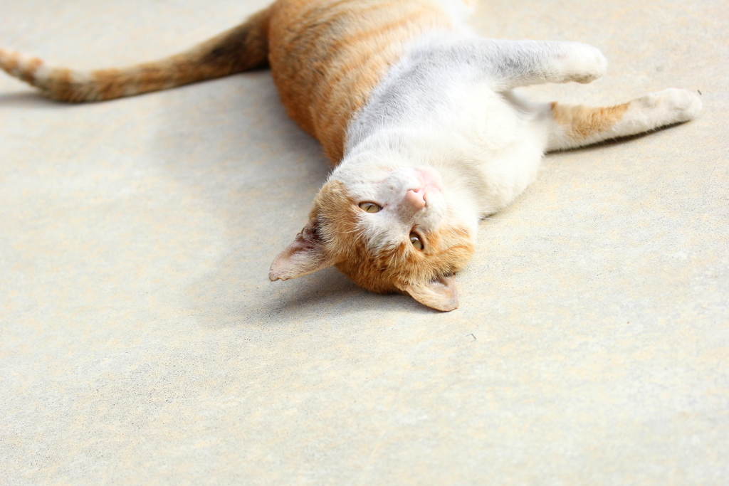 トラちゃん～！