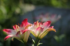 我が家の百合が咲きました。