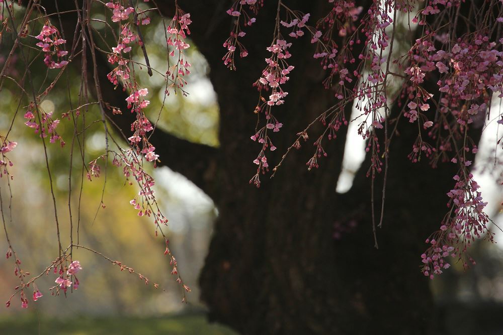 枝垂れ桜