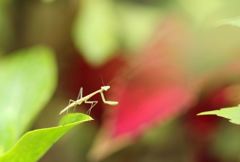 カマキリ君どこへ行く？