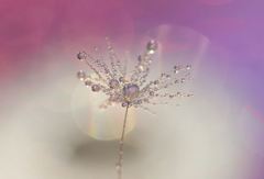 綿毛であそぶⅡ