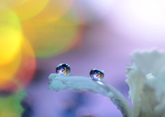 心海ＤＲＯＰＳ　19