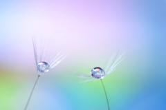心海DROPS…儚さ