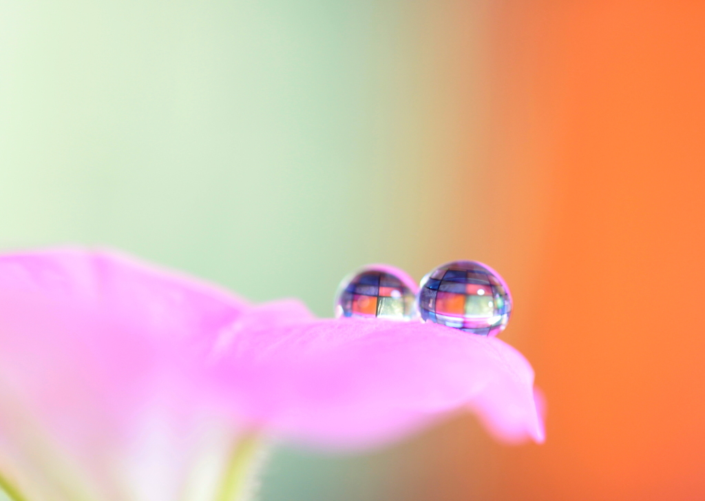 心海DROPS・・・憧れ