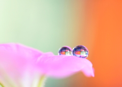 心海DROPS・・・憧れ