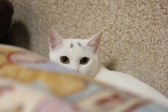 イヤ！