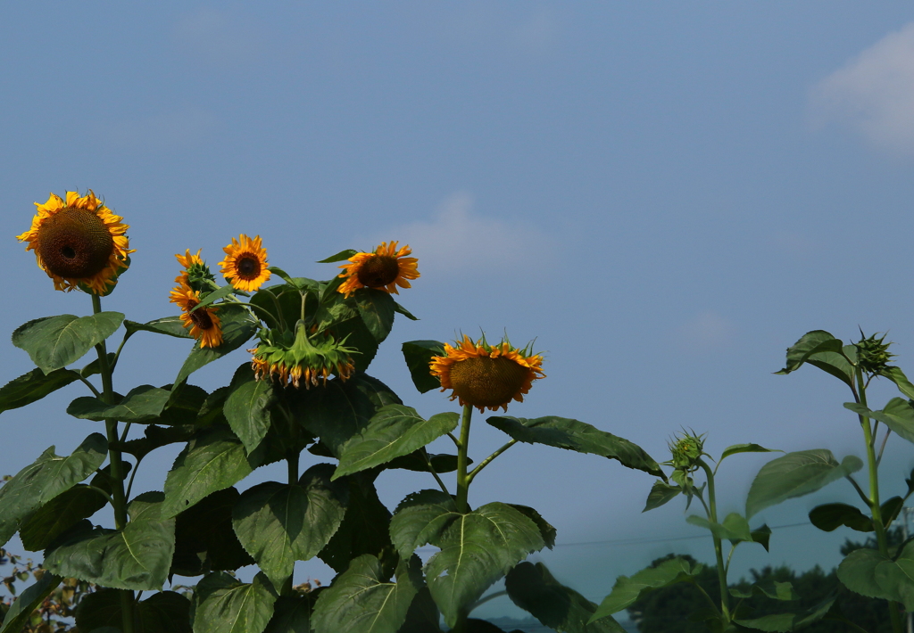 こう暑くっちゃね～！　（向日葵がつぶやく・・・・）