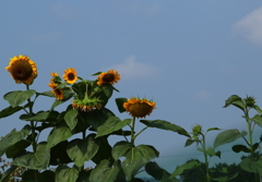 こう暑くっちゃね～！　（向日葵がつぶやく・・・・）