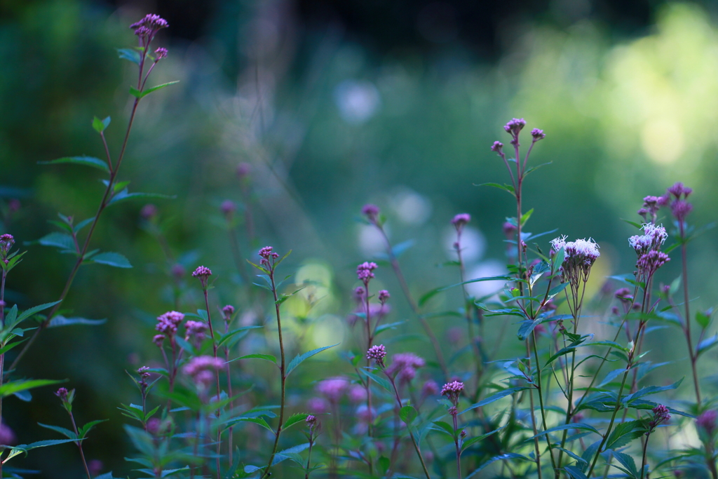 フジバカマの咲く頃