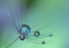 心海ＤＲＯＰＳ　53