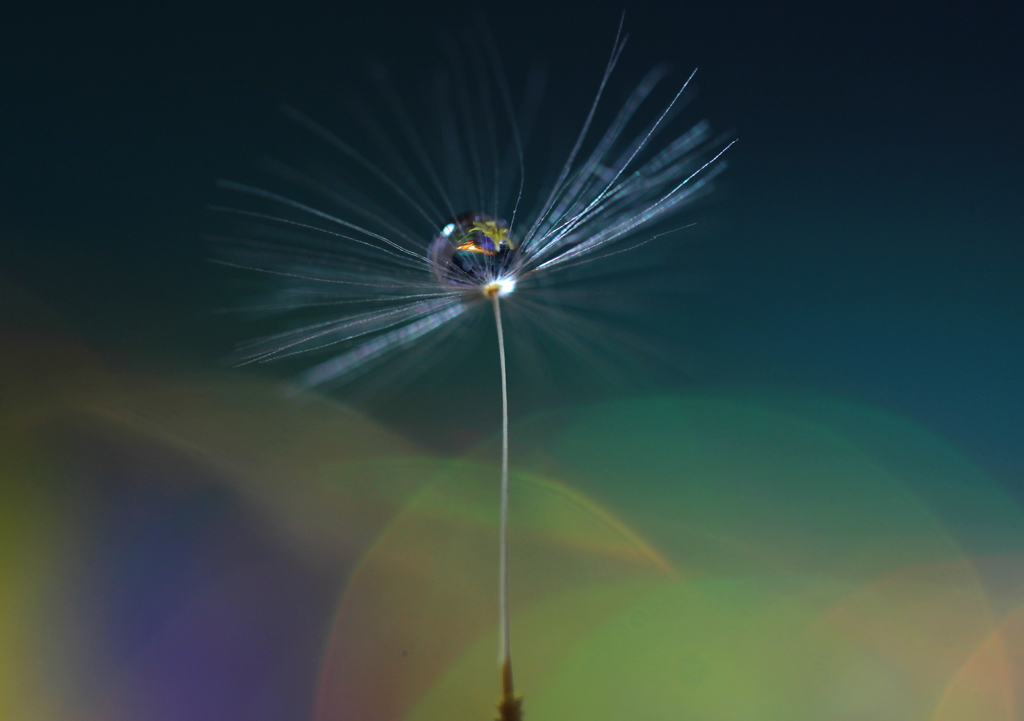 タンポポの旅は続く～♪